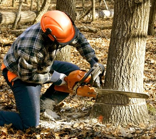 Tree Removal in Beach, ND
